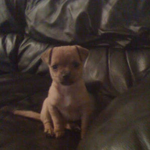 Meet your Posher, Noel